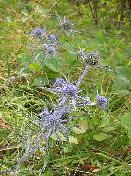 Eryngium amethystinum / Calcatreppola ametistina